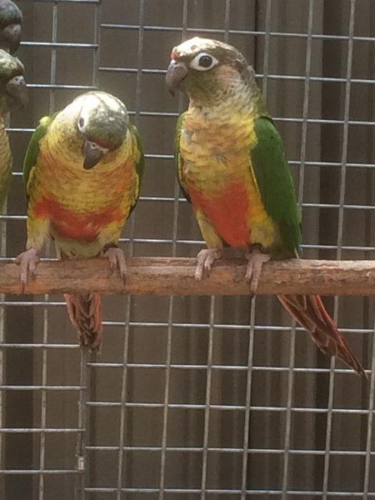 Pair of 2020 Bred Yellow Sided Conures