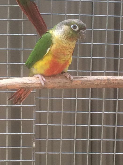 Pair of 2020 Bred Yellow Sided Conures