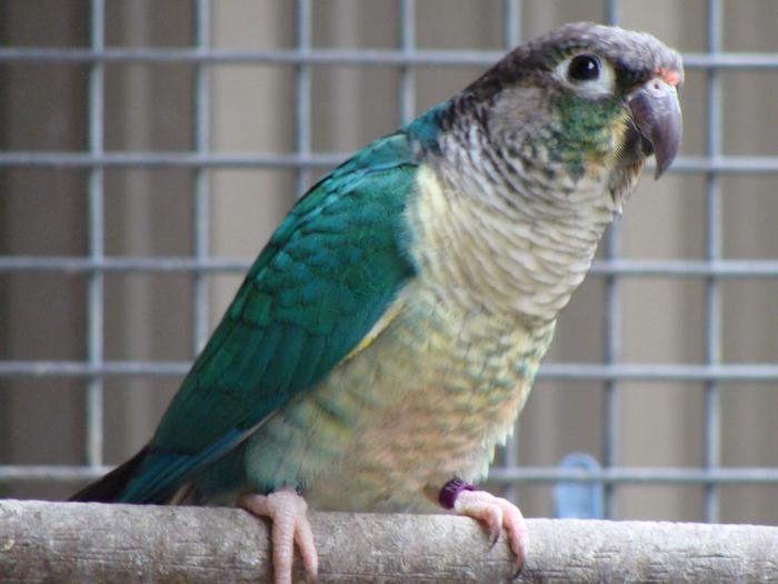 Wanted:A Male Blue YS Conure & Female Blue & Crimson Belly