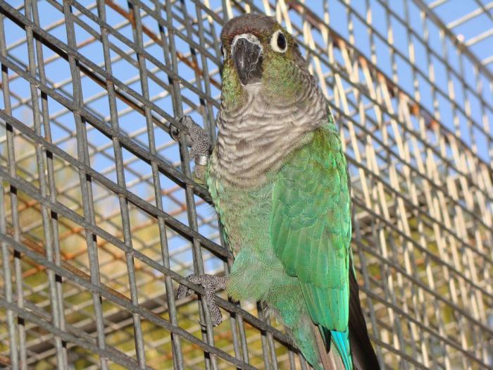 Wanted:A Male Blue YS Conure & Female Blue & Crimson Belly