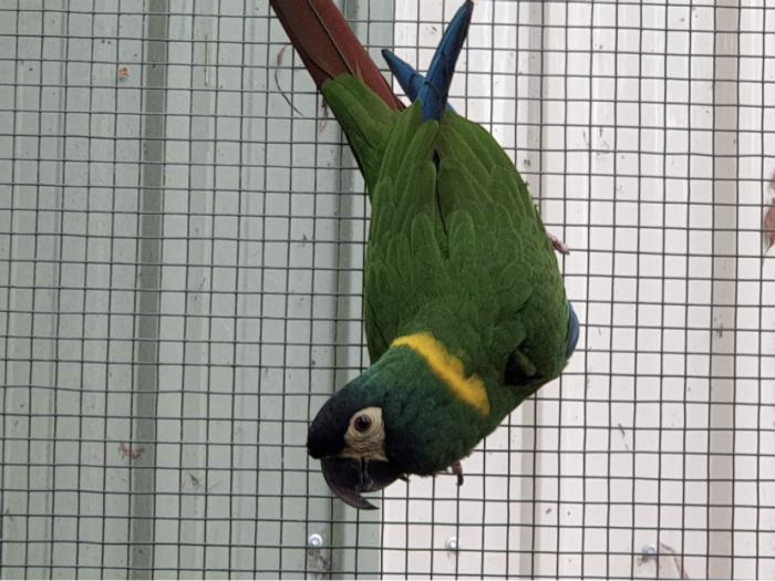Yellow Collared Macaws