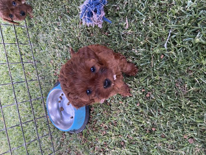 Red mini / poodle Cavoodle puppies for sale $5000 each only 