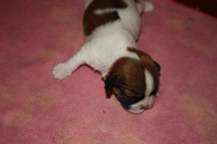 lhasa apso male purebred 2 weeks old perebred