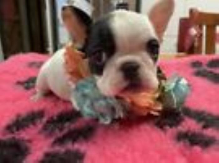 Registered French Bulldog puppies for sale! (Pied) m/f