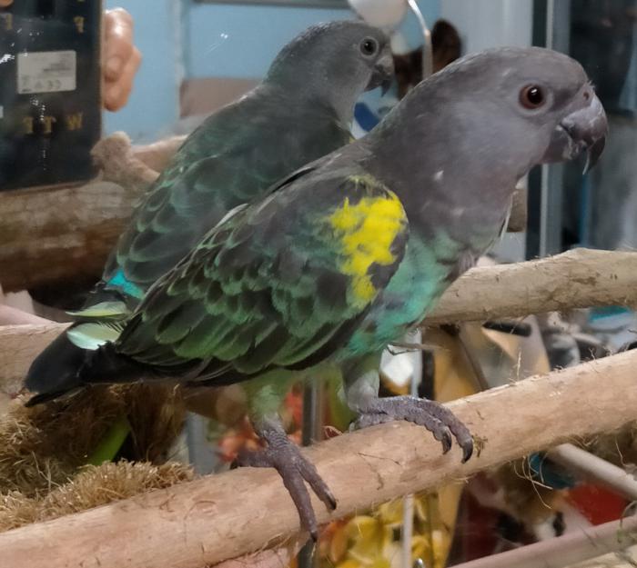 Myers parrot male