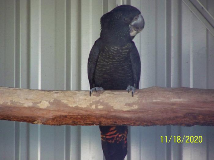 EOI on Upcoming sale of 2020 bred NASO RED-TAILED BLACK COCK