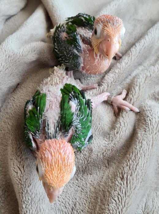 Hand raised White Belly Caique 