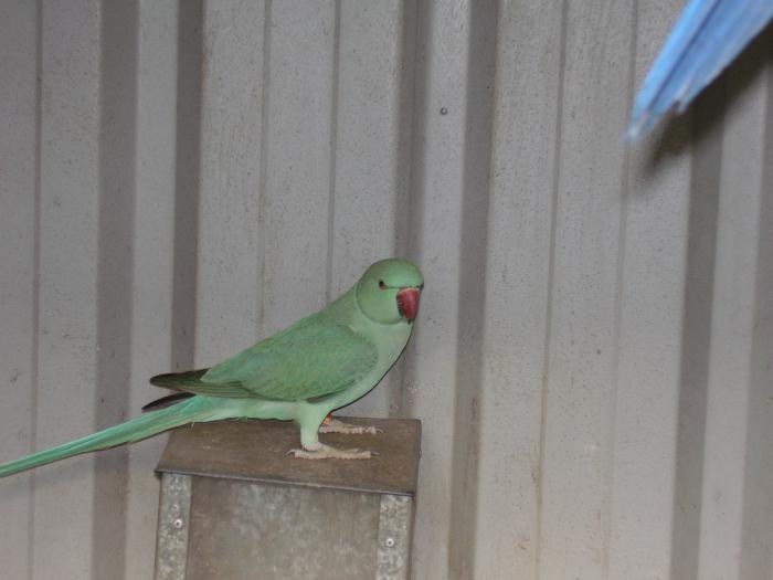 RINGNECKS 2019 BRED, OPALINE & CLEARTAIL COMBO