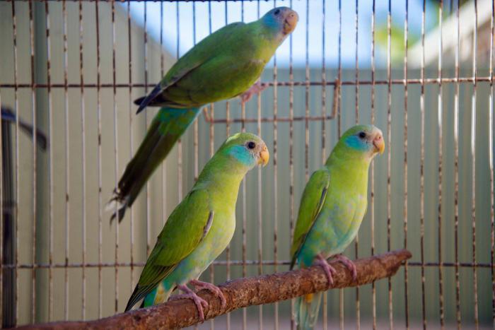 2020 HOODED PARROTS SPLIT PIED AND NORMAL  COCKS