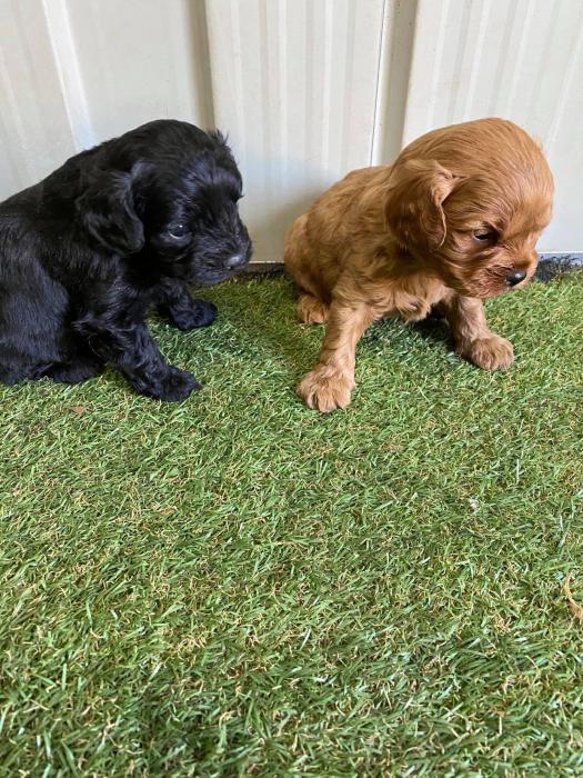 In time for Christmas 1st generation toy cavoodle pups