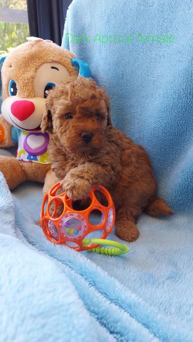 Toy Poodles. Purebred.  ready 18th Dec.