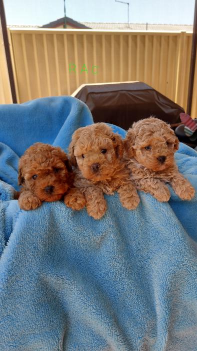 Toy Poodles. Purebred.  ready 18th Dec.