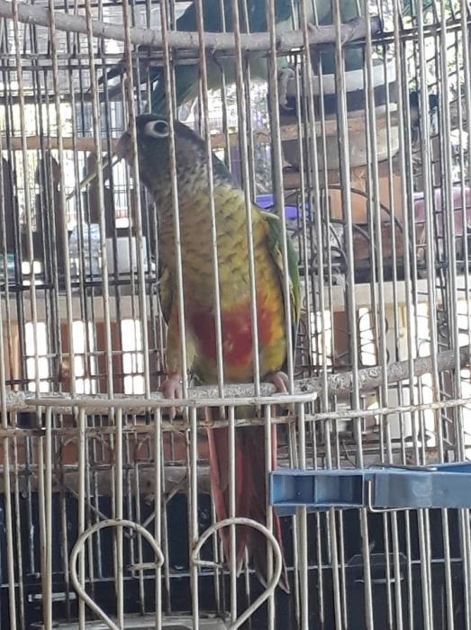 yellow sided Conure. Young bird