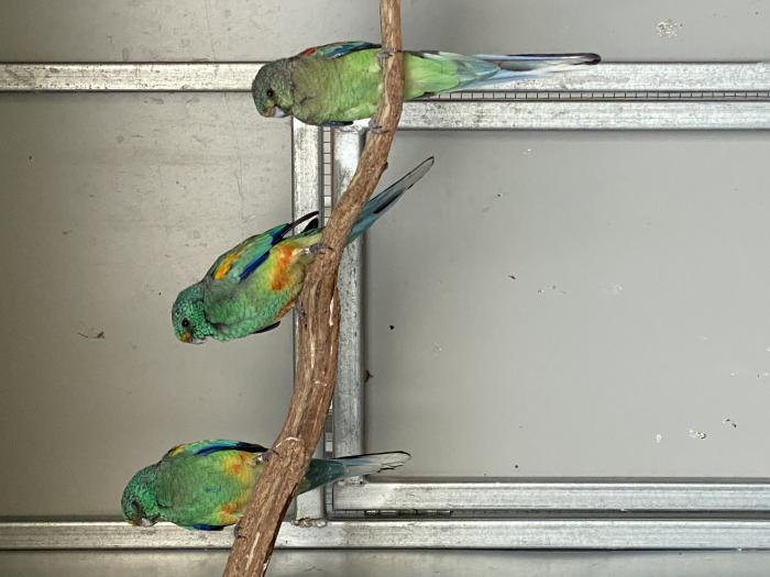Native Parrots