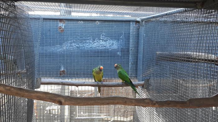 Peach fronted conures 