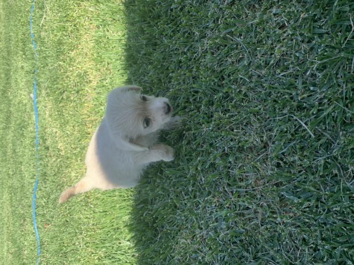 Choodle (chihuahua x toy poodle) puppies $2500