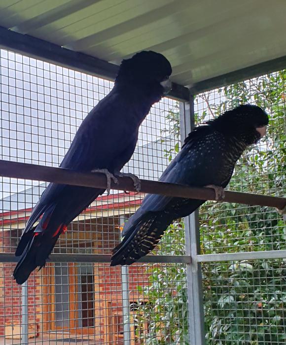 Magnificus Red Tailed Black Cockatoos 