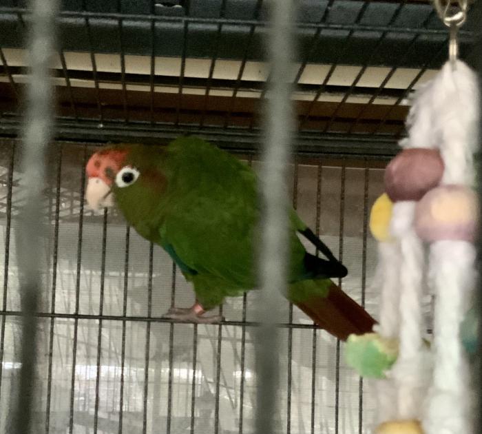 BEAUTIFUL ROSE CROWN CONURE FEMALE 18 MONTHS OLD