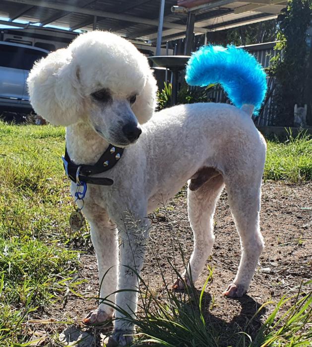 Toy poodle male standing at stud 