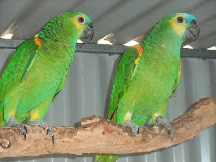 Blue Fronted Amazon Pair