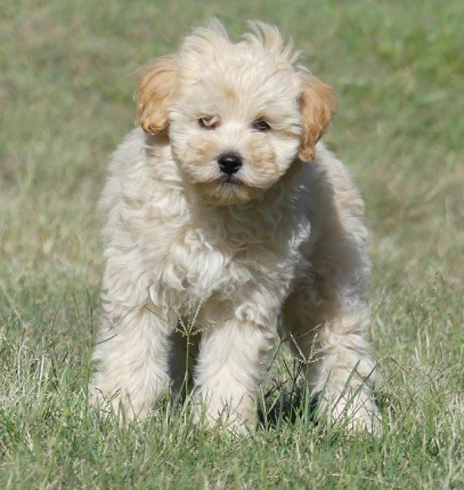 Moodle puppies - Maltese x Poodle PRICE REDUCED 