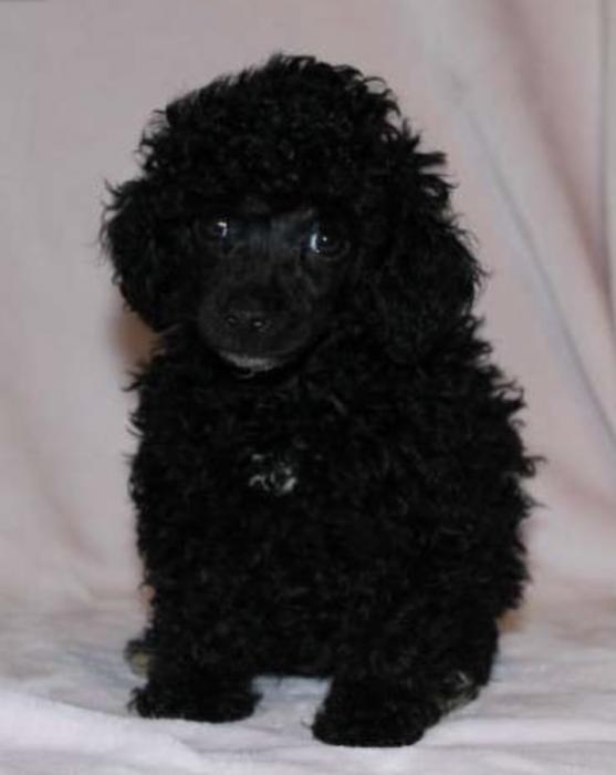 Toy Poodle Pure Bred Boy $4000