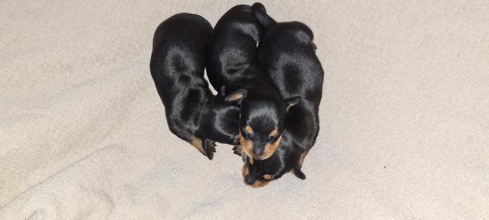 Mini dachshund 3 black and tan males and a shaded red male