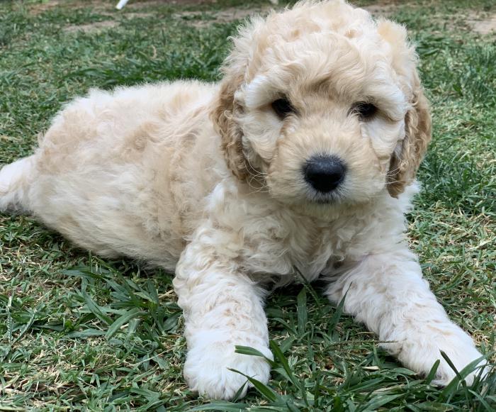 Labradoodle cross Cavoodle puppies for sale