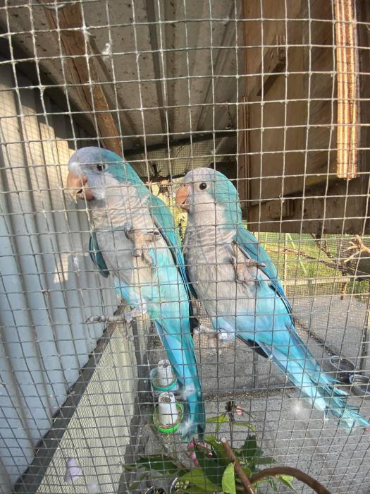 Breeding Pair Blue Quakers