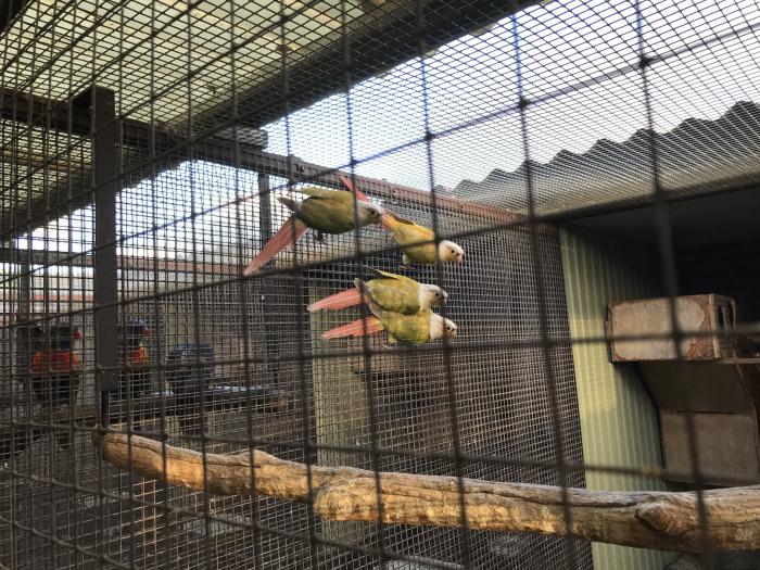 PINEAPPLE GreenCheeked Conures $60 ea OR 4 for $200