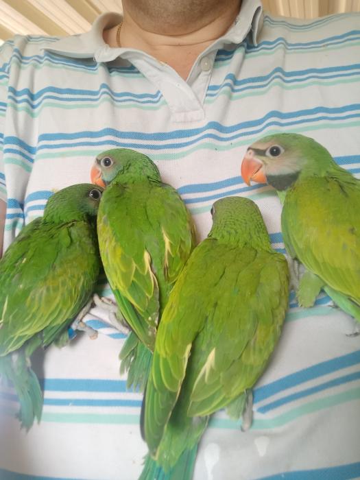 Handraised DNA moustache parrots Barrys Birds 