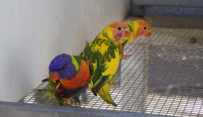 Lorikeets- DF Pied, Dilutes, Normal/Blue Front