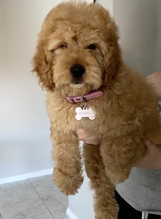 Stunning Female Toy Spoodle puppy 