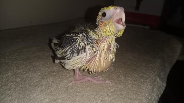 Cockatiel Chick for Handraising 