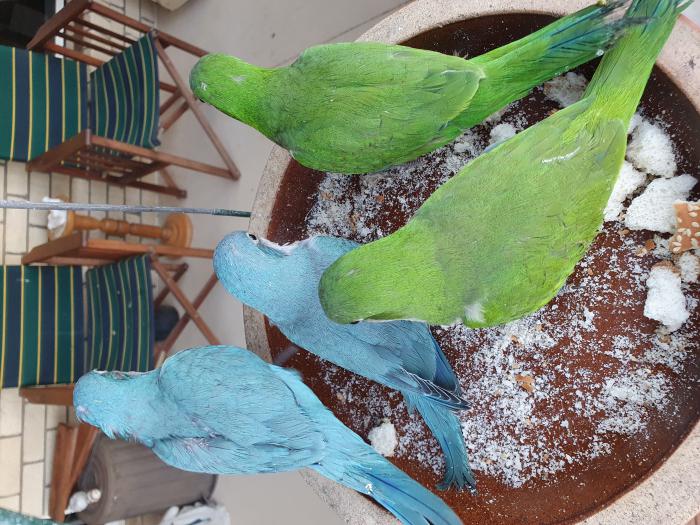 Handraised Quaker Parrots