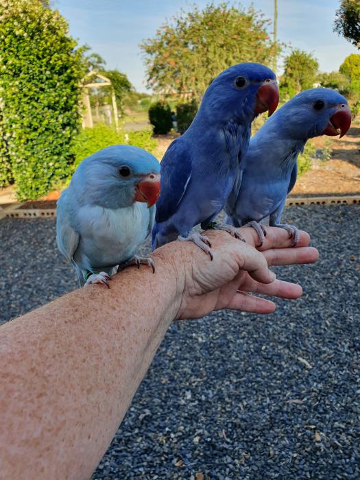 Handraised Ringneck Parrots