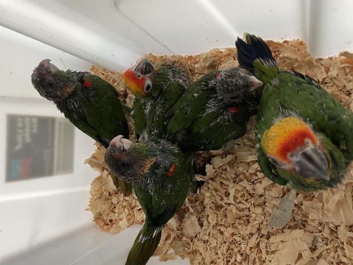 Blue throat and gold capped conures 