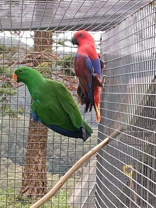 Eclectus, red sided
