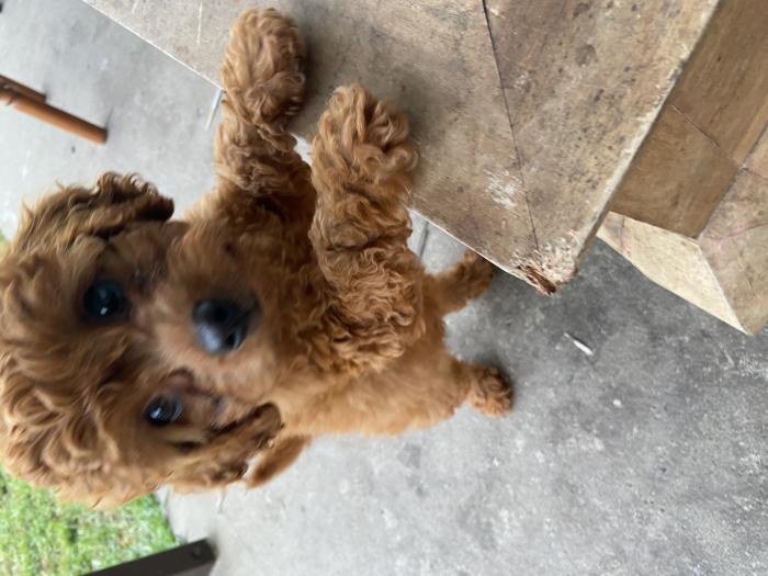 Female red mini/toy Cavoodle 