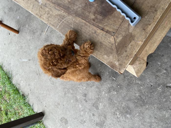 Red mini/toy Cavoodle puppy female $4500