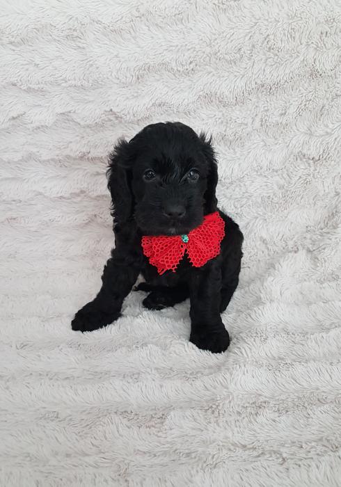 Spoodle Puppy - Ready 19 December