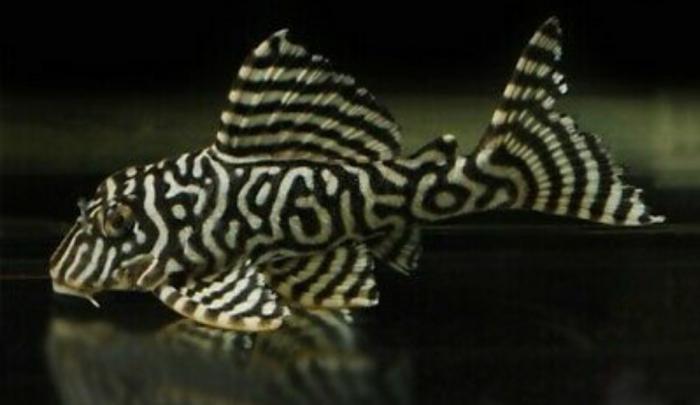 Cichilds Anglefish Geophagus catfish L numbers 