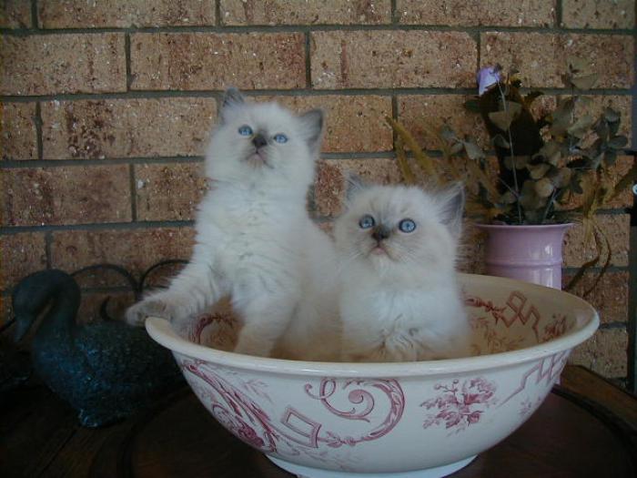 Pedigreed registered Ragdoll Kittens $950-$1200 male and Fem