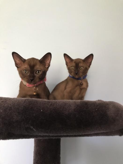 Burmese Kittens