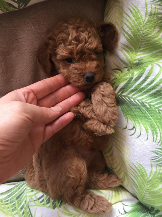 Toy Cavoodles real teddy bear $5000