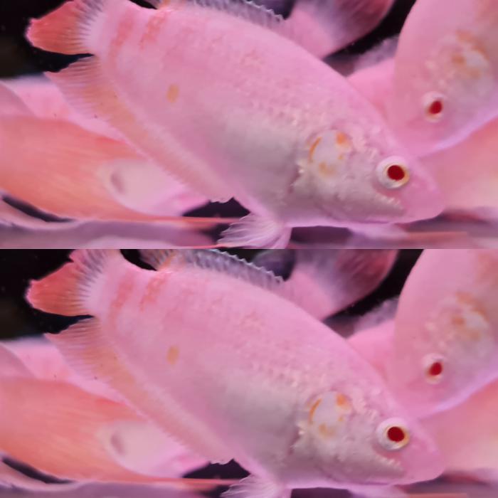 Albino paradise fish available!