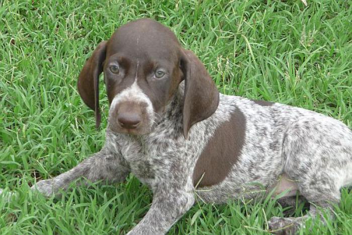 German Short Haired Pointer Pups