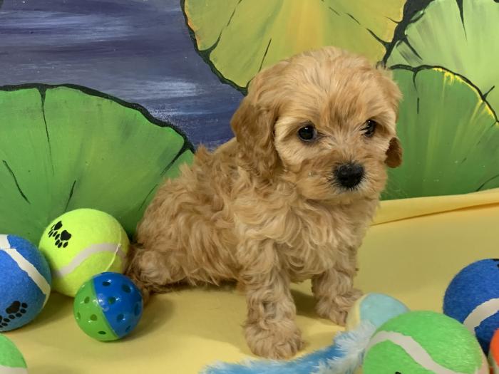 Stunning little Non Shedding CAVOODLE GIRL $5000