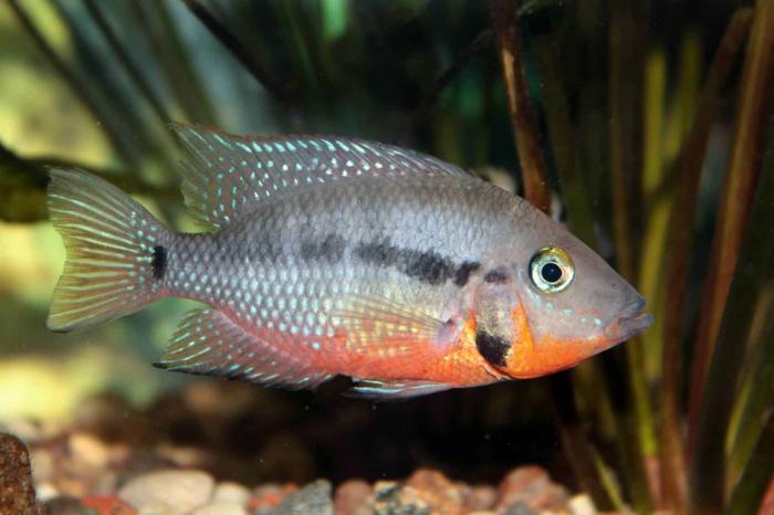 Fire mouth cichlids available!