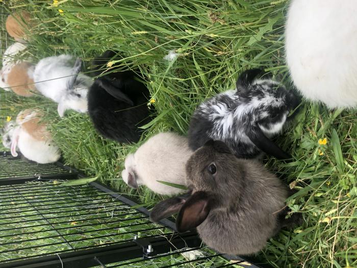 Mini Lop & Netherland Dwarf Baby Rabbits